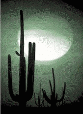 desert cactus silhouetted against the setting sun animated gif