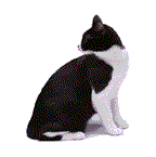 black and white cat moves head animated gif