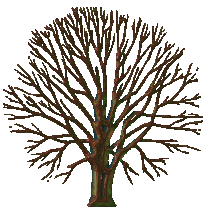 Animations Of Trees