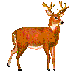 deer with antlers animated gif