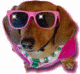 dachshund dog with pink sunglasses animated gif